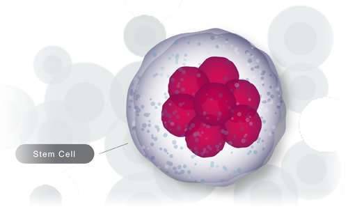 سلولهای بنیادی چه هستند؟